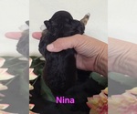 Small #8 Australian Shepherd-Poodle (Toy) Mix