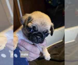 Pug Puppy for sale in ROSCOMMON, MI, USA