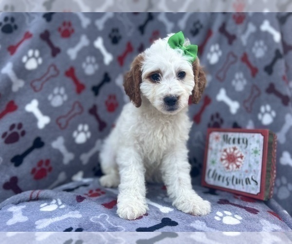 Medium Photo #10 Cock-A-Poo Puppy For Sale in LAKELAND, FL, USA