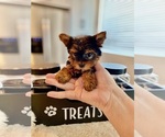 Puppy Chanel Yorkshire Terrier