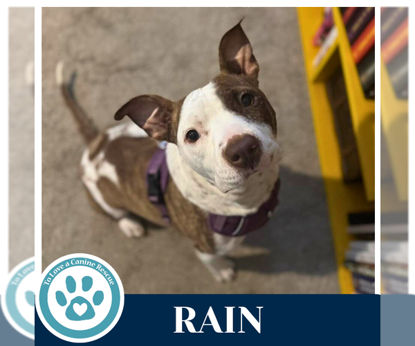 Medium Photo #5 Mutt Puppy For Sale in Kimberton, PA, USA