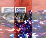 Small #6 Yorkshire Terrier