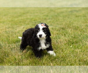 Bernedoodle (Miniature) Puppy for sale in SHIPSHEWANA, IN, USA