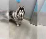 LULU - Female Alaskan Malamute-Unknown Mix Dog for Adoption - Small photo