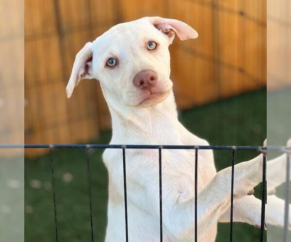 Medium Photo #7 Labrador Retriever-Unknown Mix Puppy For Sale in San Diego, CA, USA