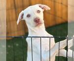 Small #6 Labrador Retriever Mix