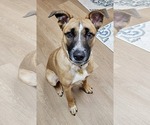 Small #1 American Bulldog Mix