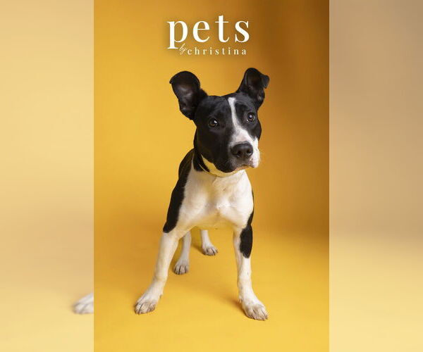 Medium Photo #6 Staffordshire Bull Terrier-Unknown Mix Puppy For Sale in Foristell, MO, USA