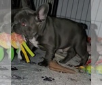 Small #7 French Bulldog