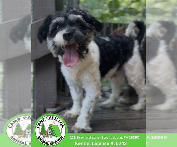 Medium Photo #2 Havanese Puppy For Sale in Stroudsburg, PA, USA