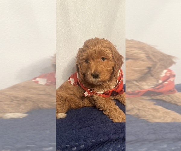 Medium Photo #21 Goldendoodle (Miniature) Puppy For Sale in LOVES PARK, IL, USA