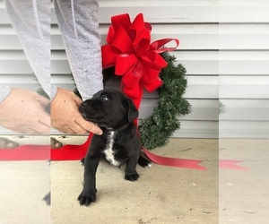Dalmatian-Labrador Retriever Mix Puppy for sale in DUBLIN, GA, USA