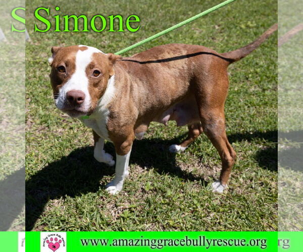 Medium Photo #9 American Staffordshire Terrier-Unknown Mix Puppy For Sale in Pensacola, FL, USA