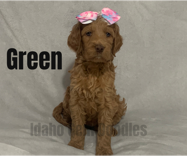 Medium Photo #14 Goldendoodle Puppy For Sale in HOMEDALE, ID, USA