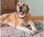 Small Photo #3 Labrador Retriever-Unknown Mix Puppy For Sale in Rockaway, NJ, USA
