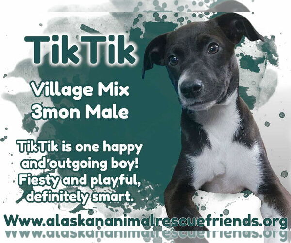 Medium Photo #1 Sheprador Puppy For Sale in Anchorage, AK, USA