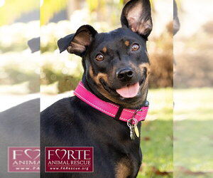 German Pinscher Dogs for adoption in Marina del Rey, CA, USA