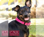 Pippa - Female German Pinscher Dog for Adoption - Small photo