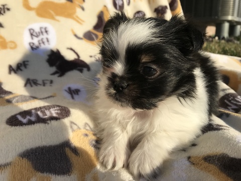 Medium Photo #1 Mi-Ki Puppy For Sale in GRAND ISLAND, NE, USA