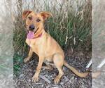 Small #1 Labrador Retriever