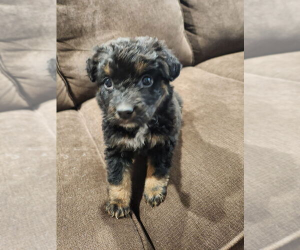 Medium Photo #4 Mutt Puppy For Sale in Mooresville, NC, USA