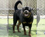 Small #5 Rottweiler