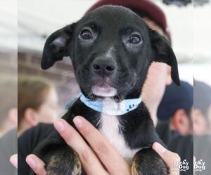 Australian Shepherd-Unknown Mix Dogs for adoption in Washington, DC, USA