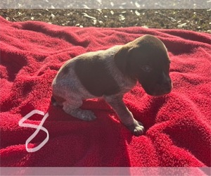 German Shorthaired Pointer Puppy for sale in BONIFAY, FL, USA