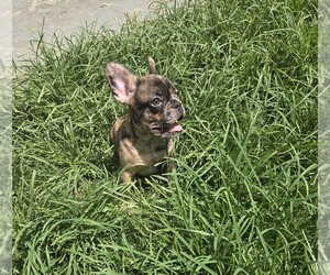 French Bulldog Litter for sale in FORT WORTH, TX, USA