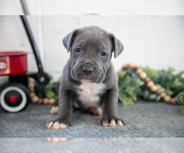 Medium Photo #2 Cane Corso Puppy For Sale in BIRD IN HAND, PA, USA