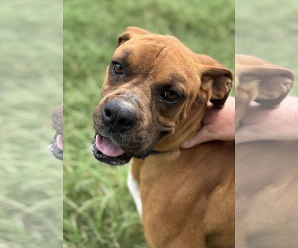 Medium Photo #3 Boxer Puppy For Sale in Dumont, NJ, USA