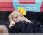 Small #6 Golden Retriever