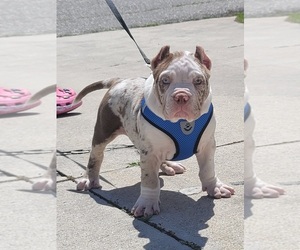 Bulldog Puppy for sale in NORTH PORT, FL, USA