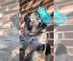 Small Photo #5 Poodle (Standard) Puppy For Sale in MOORESVILLE, NC, USA
