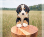Small #3 Bernese Mountain Dog