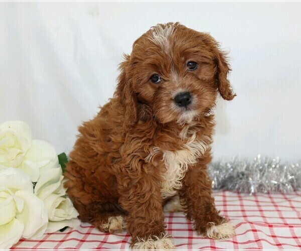 Medium Photo #1 Cavapoo Puppy For Sale in FREDERICKSBG, OH, USA
