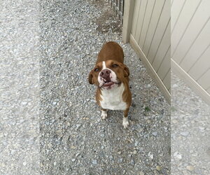 American Pit Bull Terrier-Unknown Mix Dogs for adoption in Corning, AR, USA