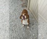 Small American Pit Bull Terrier Mix