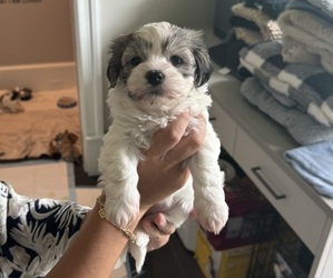 Havanese Puppy for Sale in JACKSONVILLE, Florida USA