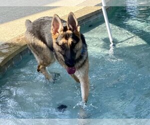 HONOR - Female German Shepherd Dog-Unknown Mix Dog for Adoption - Photo #2