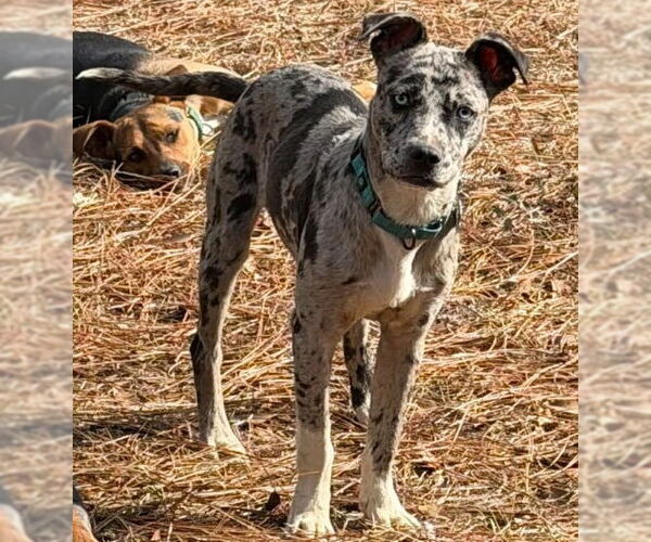 Medium Photo #4 Catahoula Leopard Dog-Unknown Mix Puppy For Sale in Canton, CT, USA
