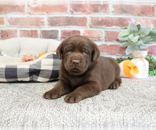 Medium Photo #5 Labrador Retriever Puppy For Sale in SYRACUSE, IN, USA