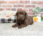 Small #4 Labrador Retriever