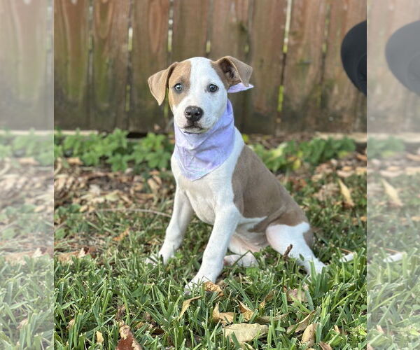 Medium Photo #3 Mutt Puppy For Sale in Euless, TX, USA