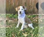 Small #2 Mutt
