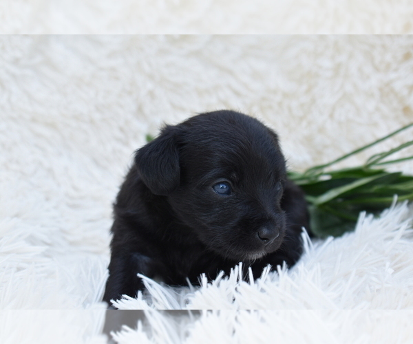 Medium Photo #1 Chihuahua Puppy For Sale in SENECA FALLS, NY, USA