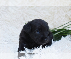Chihuahua Puppy for sale in SENECA FALLS, NY, USA