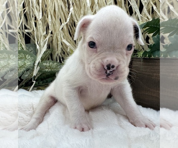 Medium Photo #2 Boxer Puppy For Sale in PAWNEE CITY, NE, USA