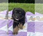 Small #2 Australian Shepherd