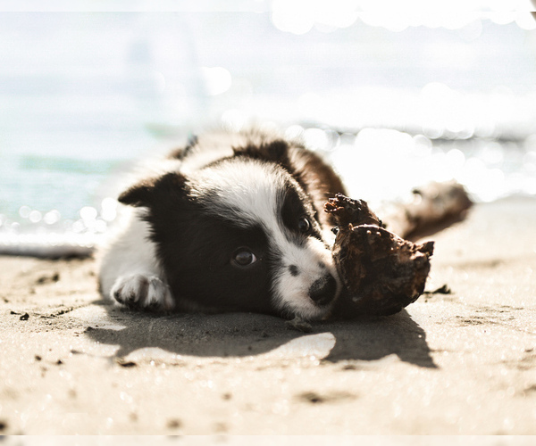 Medium Photo #38 Border Collie Puppy For Sale in STRAFFORD, MO, USA